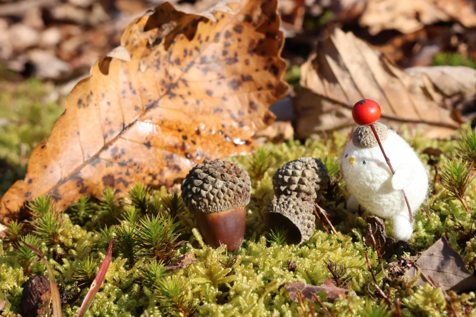 まゆだまマーユ