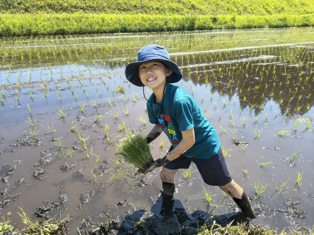 田植え体験をする子供