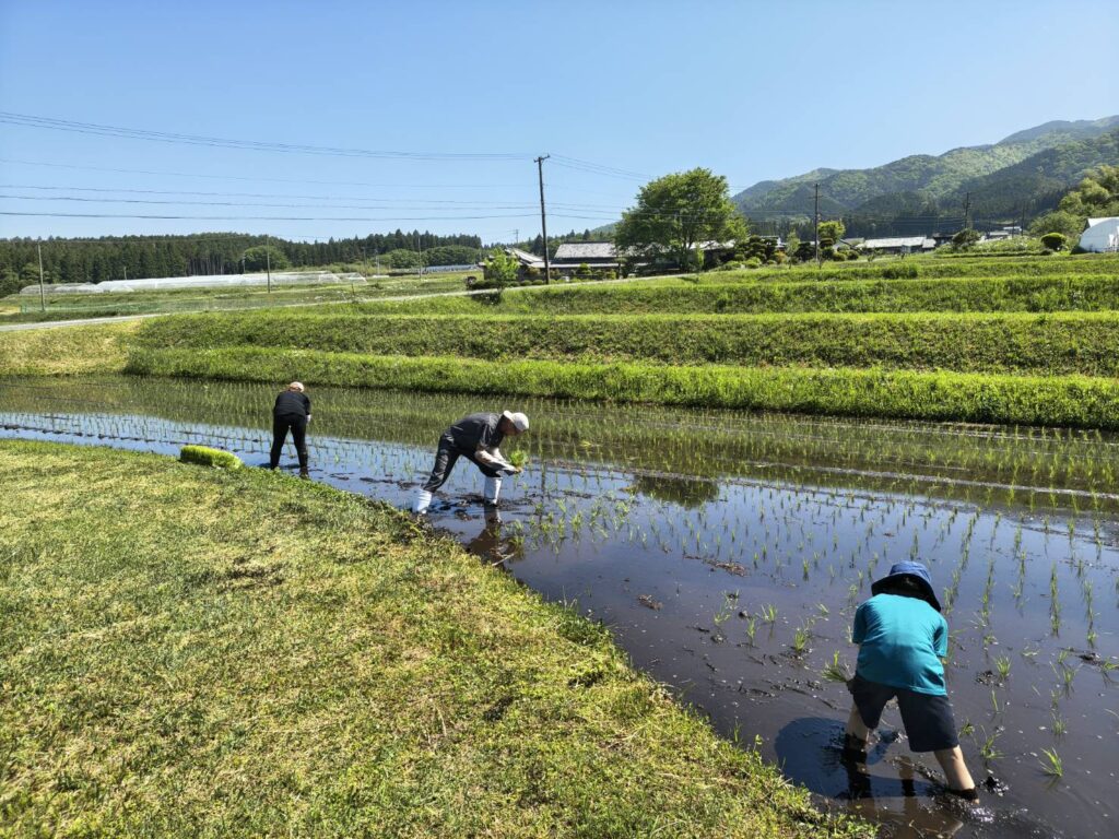 田植え体験をする子供
