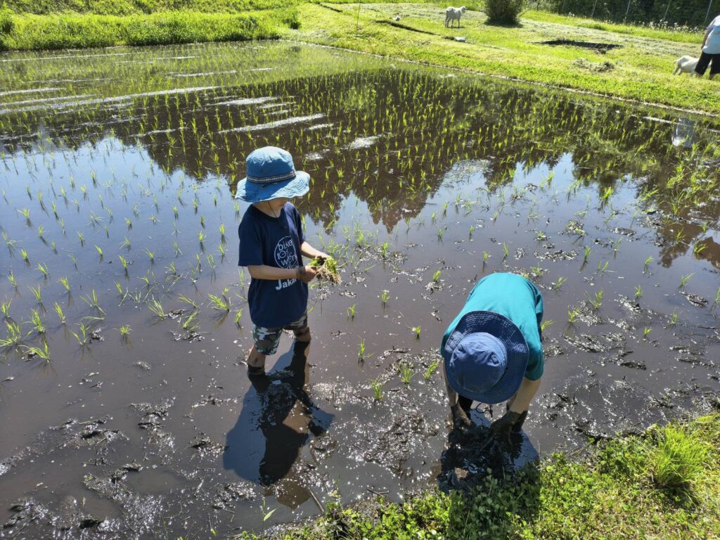 田植え体験をする子供