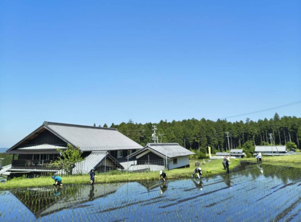 田植え体験風景