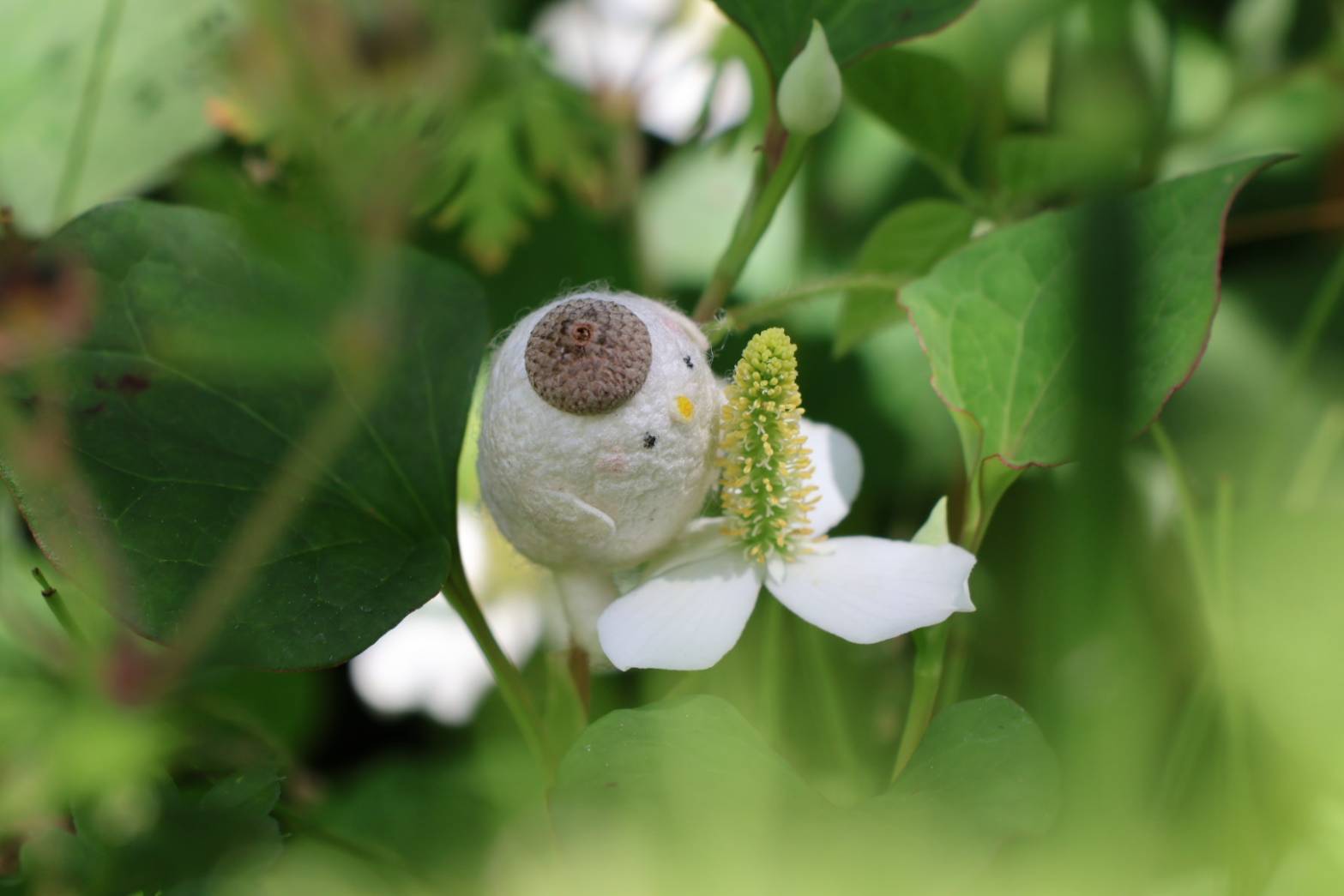 野草が宝物に変わる時間。野草茶づくり講座を開催しました
