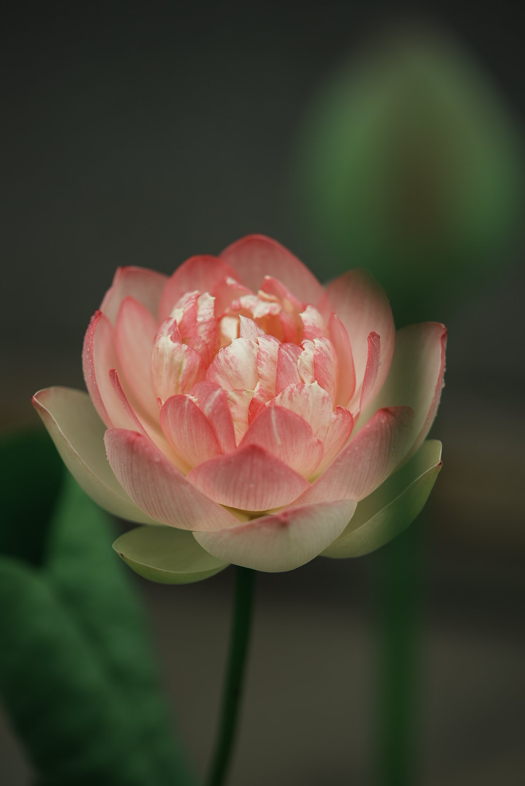 阿木の夏を彩る、萬嶽寺の花蓮