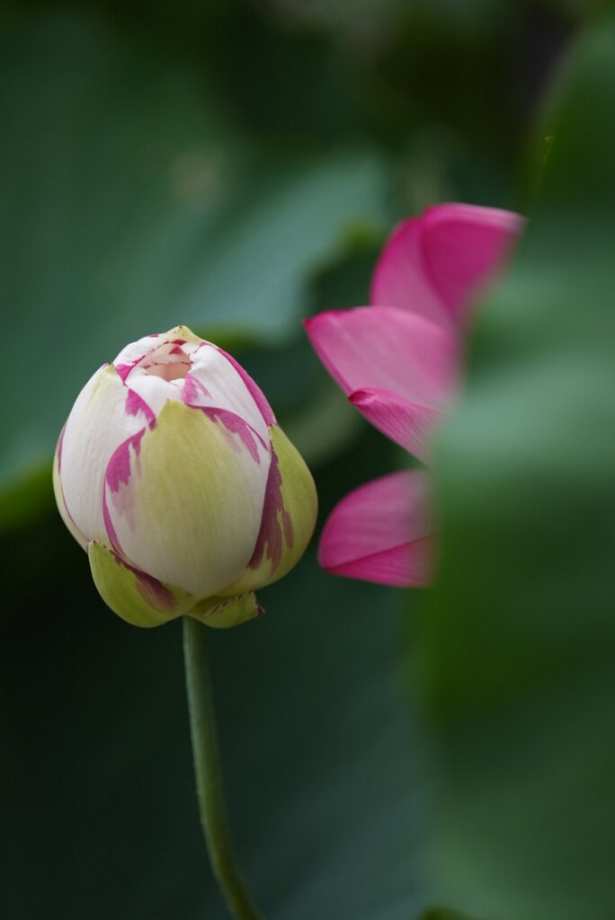 つぼみの花蓮