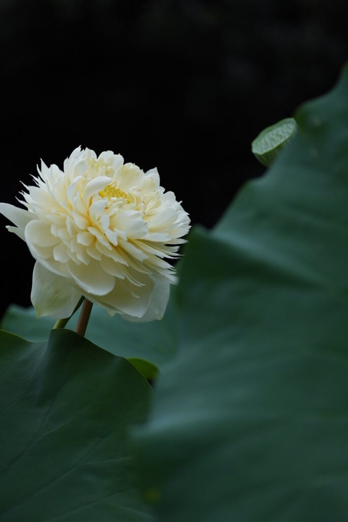 開花した花蓮