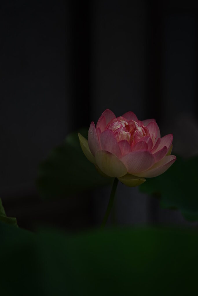 開花した花蓮