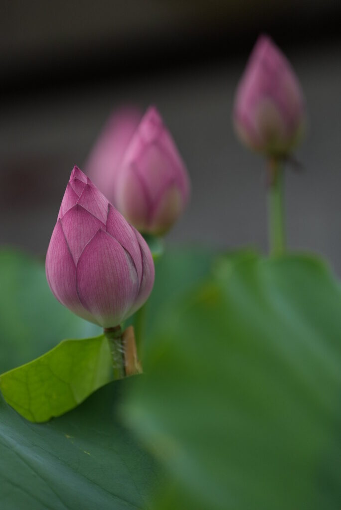 つぼみの花蓮