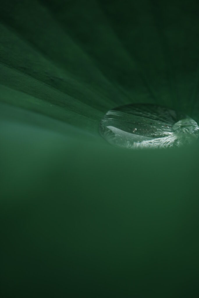 蓮の葉にたまった水