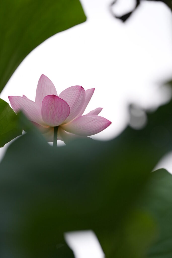 開花した花蓮
